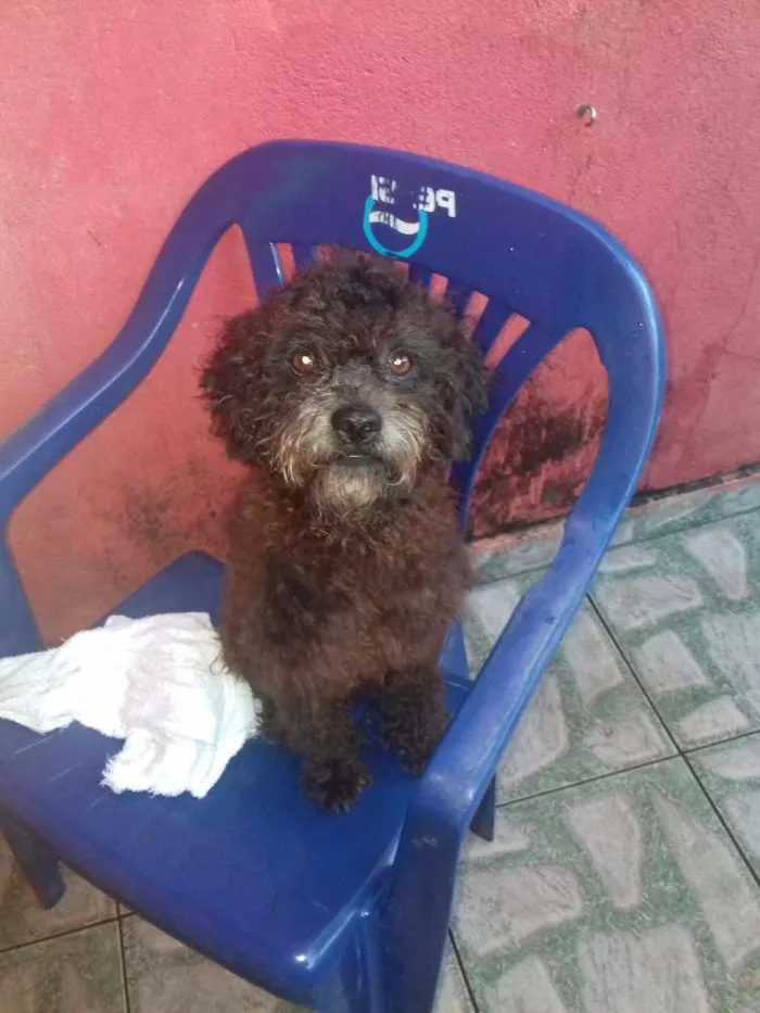 Cachorro ra a Poodle idade 1 ano nome Neguinho