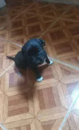 Pretinha