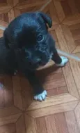 Pretinha