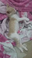 Opção do adotante