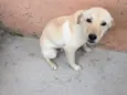 Filinho