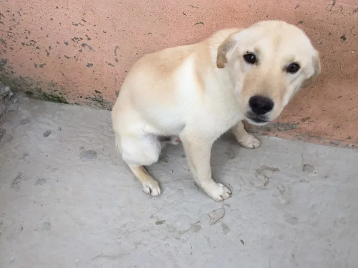 Cachorro raça Labrador idade 7 a 11 meses nome Filinho