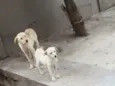 Filinho