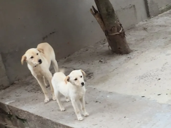 Cachorro raça Labrador idade 7 a 11 meses nome Filinho