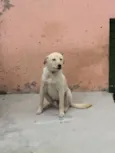 Filinho