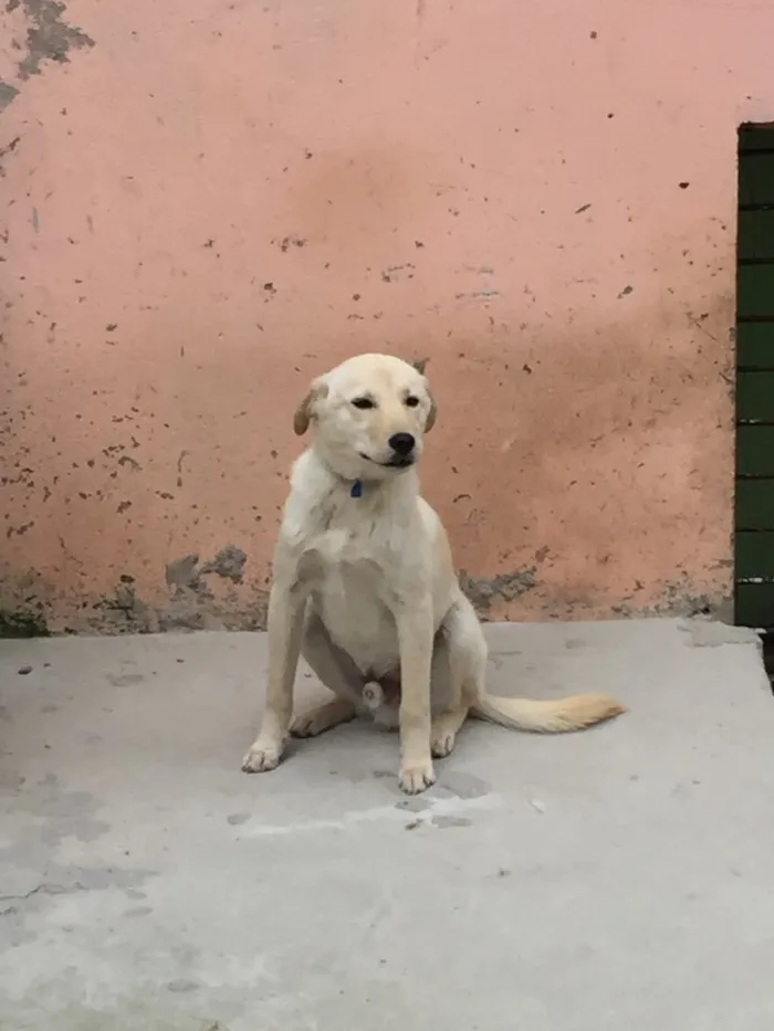 Cachorro raça Labrador idade 7 a 11 meses nome Filinho