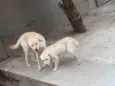 Filinho