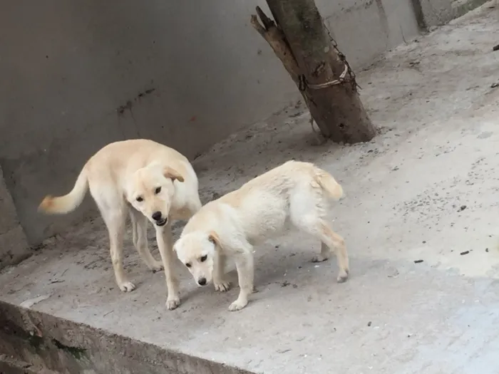 Cachorro raça Labrador idade 7 a 11 meses nome Filinho