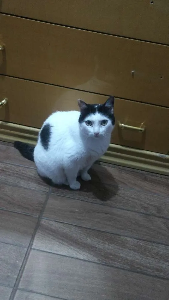 Gato ra a Srd idade 6 ou mais anos nome Pity