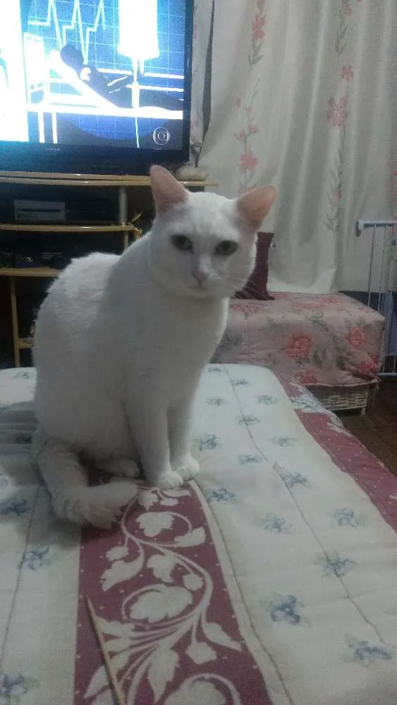 Gato ra a Srd idade 6 ou mais anos nome Pity