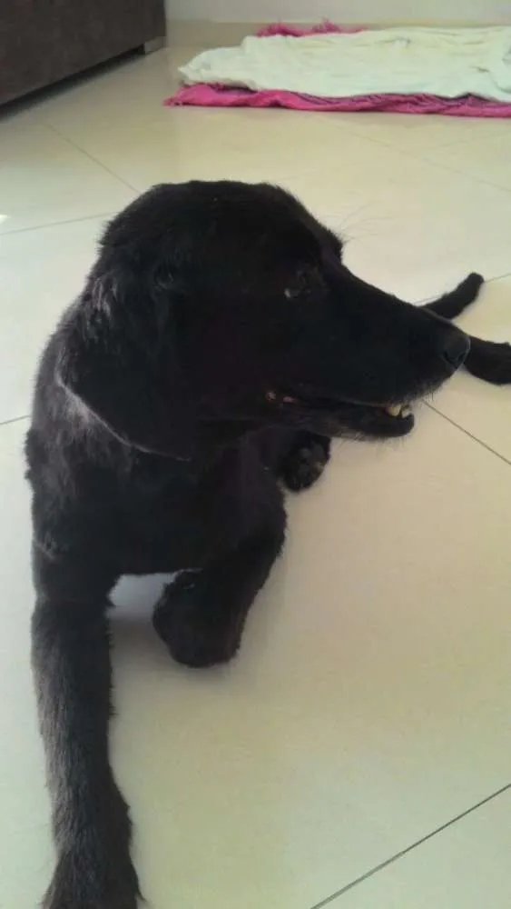 Cachorro ra a Vira Lata idade 2 anos nome x