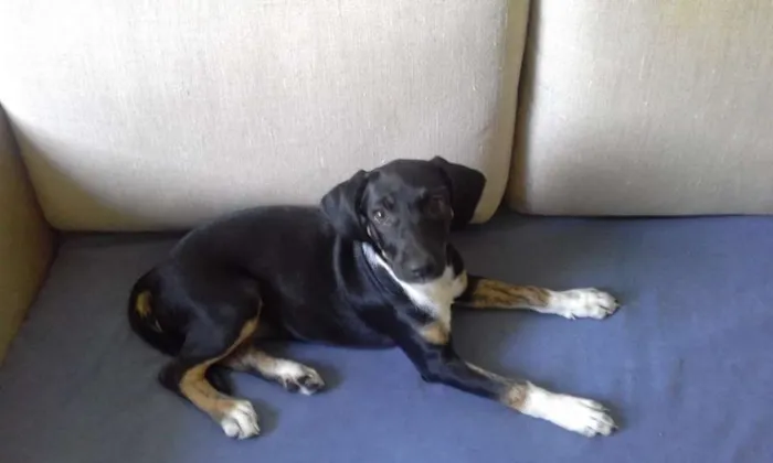 Cachorro ra a SRD idade 2 a 6 meses nome Amora