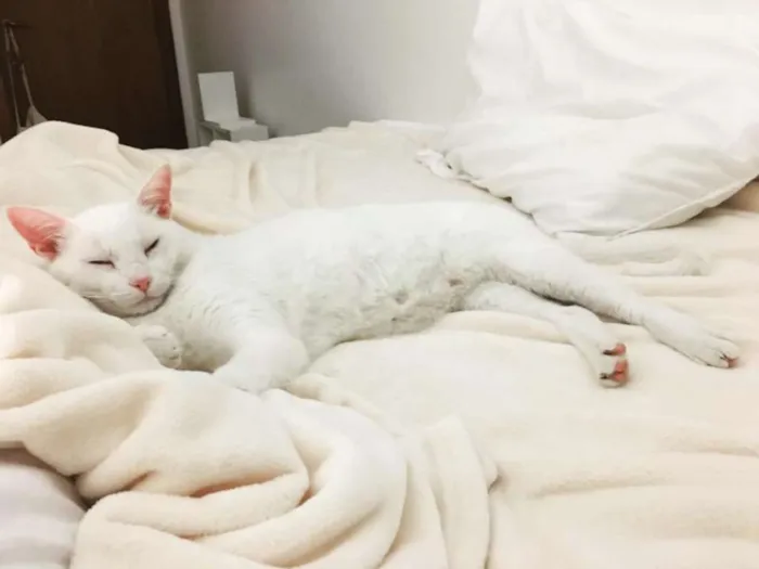 Gato ra a SRD idade 1 ano nome Valentino