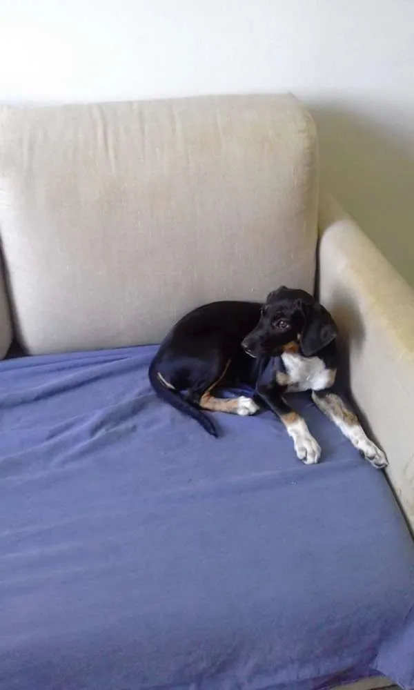 Cachorro ra a SRD idade 2 a 6 meses nome Amora