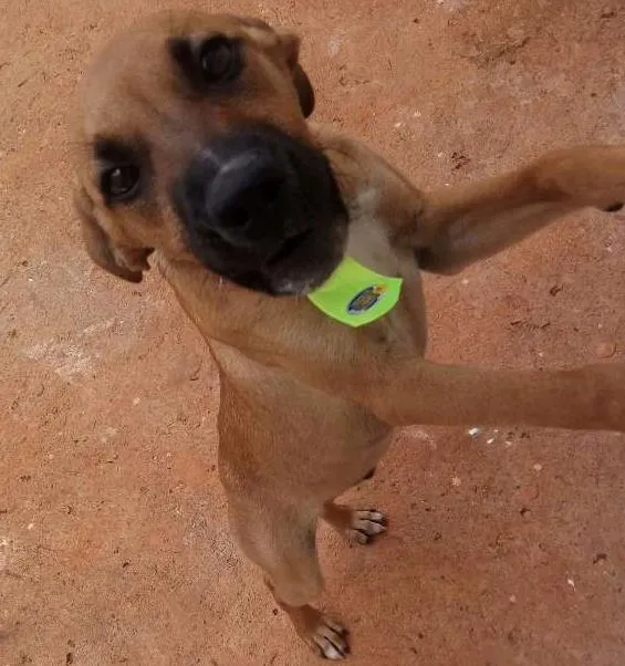 Cachorro ra a Vira lata idade 2 a 6 meses nome Marley 