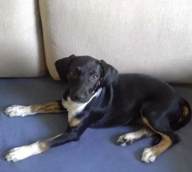 Cachorro ra a SRD idade 2 a 6 meses nome Amora