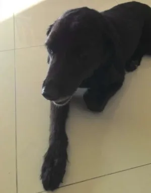 Cachorro raça Vira Lata idade 2 anos nome x