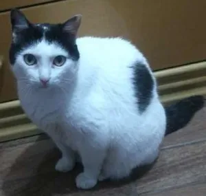 Gato raça Srd idade 6 ou mais anos nome Pity