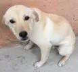 Filinho