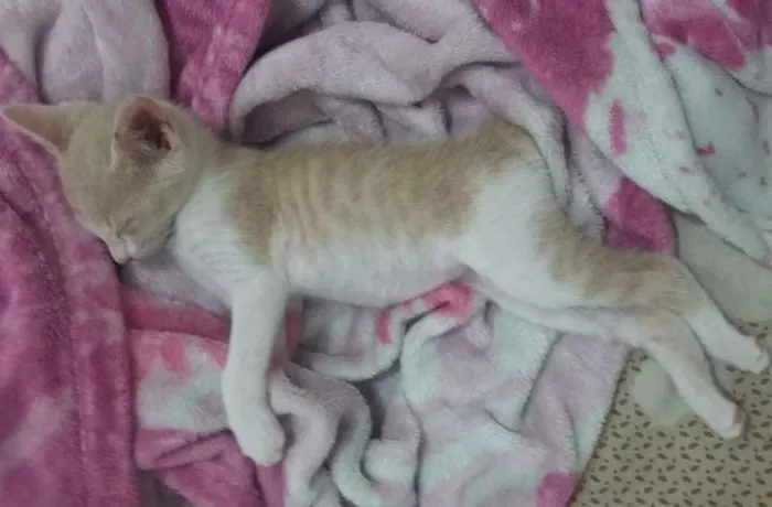 Gato ra a SRA - sem raça definida idade Abaixo de 2 meses nome Opção do adotante