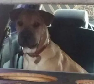 Cachorro raça boxer com Pastor Belga idade 1 ano nome HULK