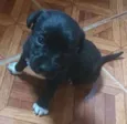 Pretinha