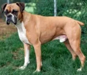 Cachorro raça BOXER idade 4 anos nome HOMER