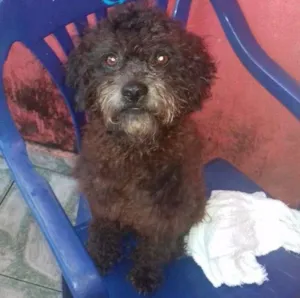 Cachorro raça Poodle idade 1 ano nome Neguinho