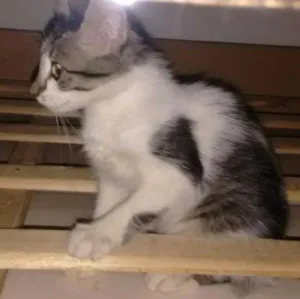 Gato raça  idade Abaixo de 2 meses nome Sem nome