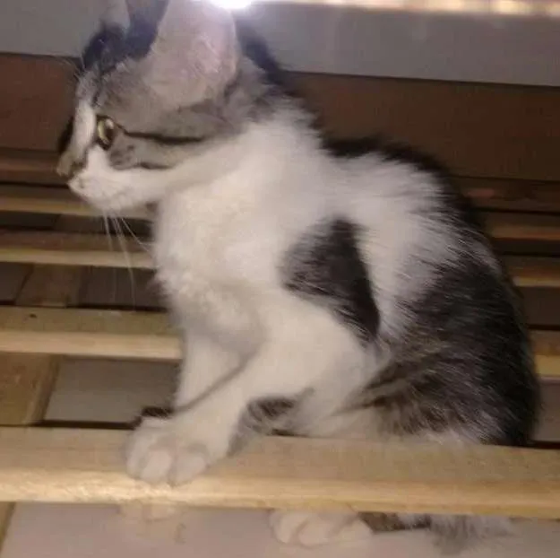 Gato ra a  idade Abaixo de 2 meses nome Sem nome