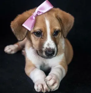 Cachorro raça SRD idade Abaixo de 2 meses nome Olivia