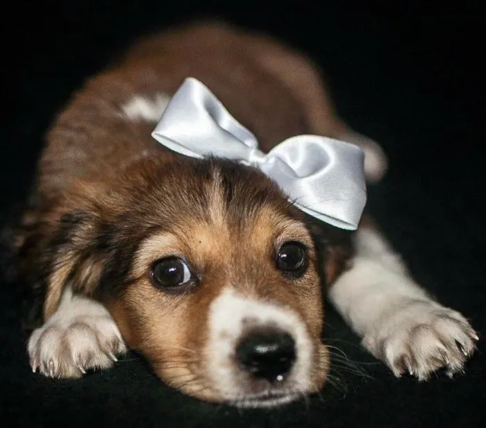 Cachorro ra a SRD idade Abaixo de 2 meses nome Brigite