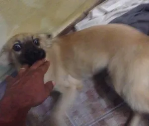 Cachorro raça Vira lata idade 7 a 11 meses nome Valente