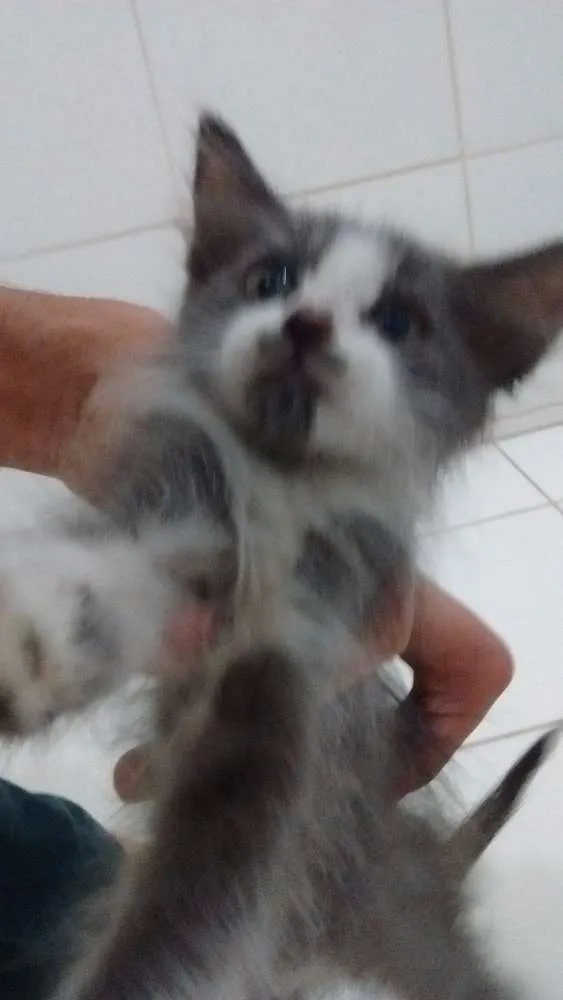 Gato raça  idade 2 a 6 meses nome Elizabeth