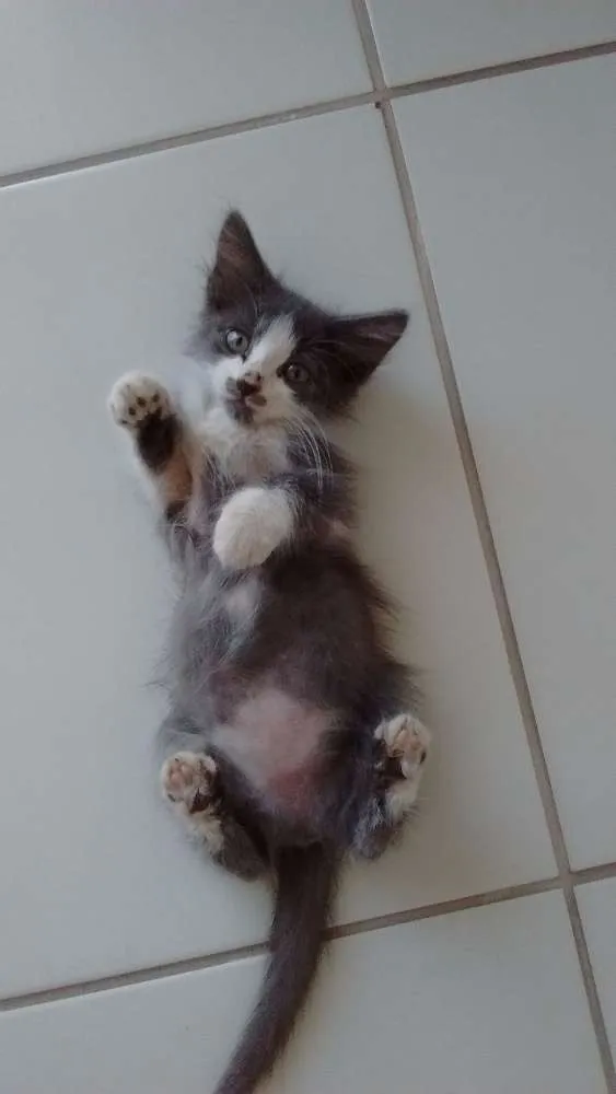 Gato raça  idade 2 a 6 meses nome Elizabeth