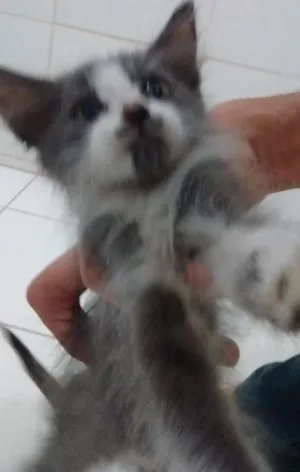Gato raça  idade 2 a 6 meses nome Elizabeth