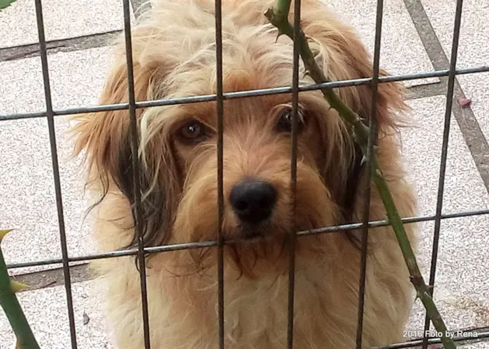 Cachorro raça vira lata com poodle idade 7 a 11 meses nome Cookie