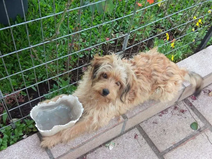 Cachorro raça vira lata com poodle idade 7 a 11 meses nome Cookie
