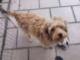 Cookie