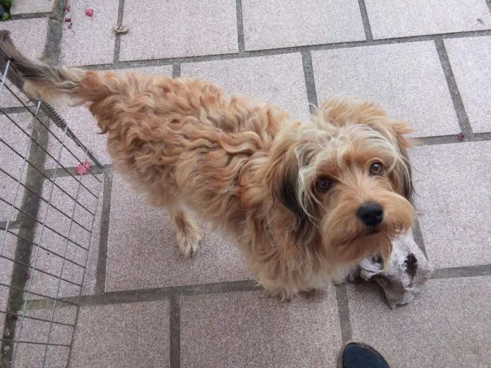 Cachorro raça vira lata com poodle idade 7 a 11 meses nome Cookie