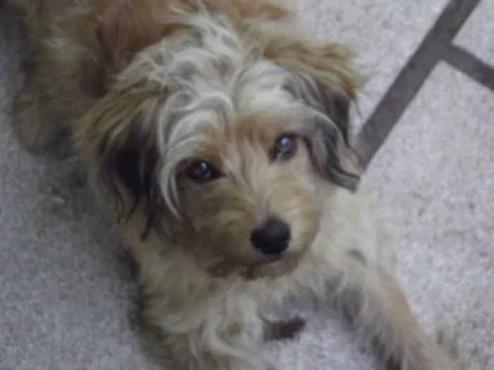 Cachorro raça vira lata com poodle idade 7 a 11 meses nome Cookie