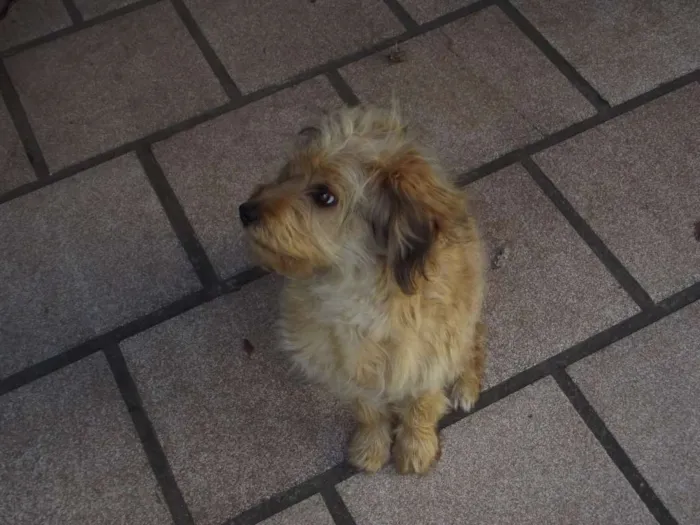 Cachorro raça vira lata com poodle idade 7 a 11 meses nome Cookie