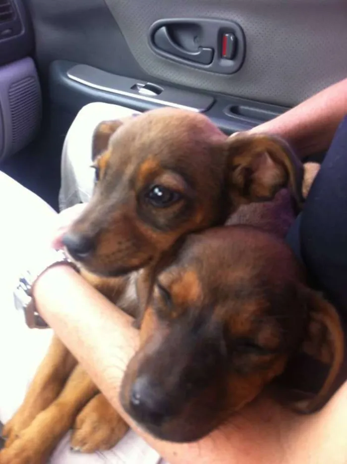 Cachorro raça SRD idade 2 a 6 meses nome sem nome