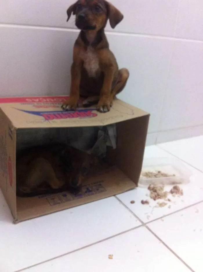 Cachorro raça SRD idade 2 a 6 meses nome sem nome