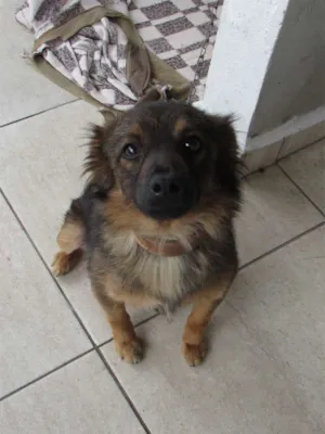 Cachorro raça  idade 3 anos nome Lessi
