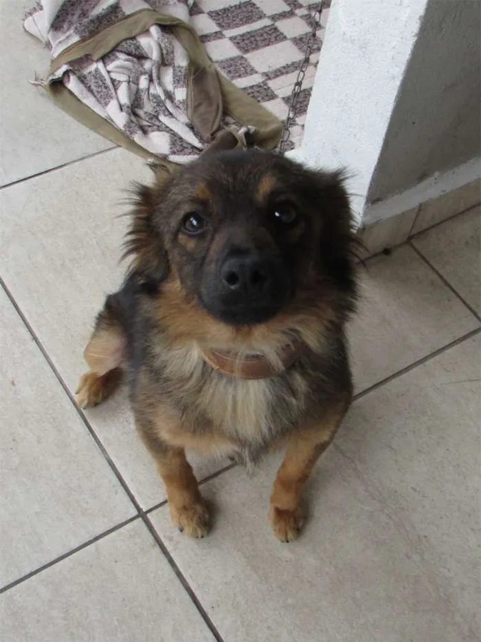 Cachorro ra a  idade 3 anos nome Lessi