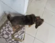 Lessi