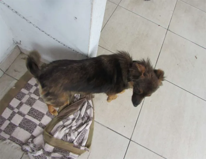 Cachorro ra a  idade 3 anos nome Lessi