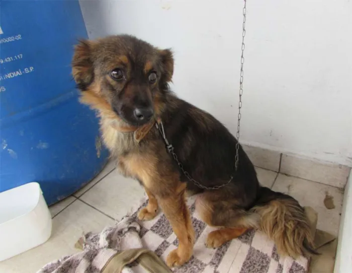 Cachorro ra a  idade 3 anos nome Lessi