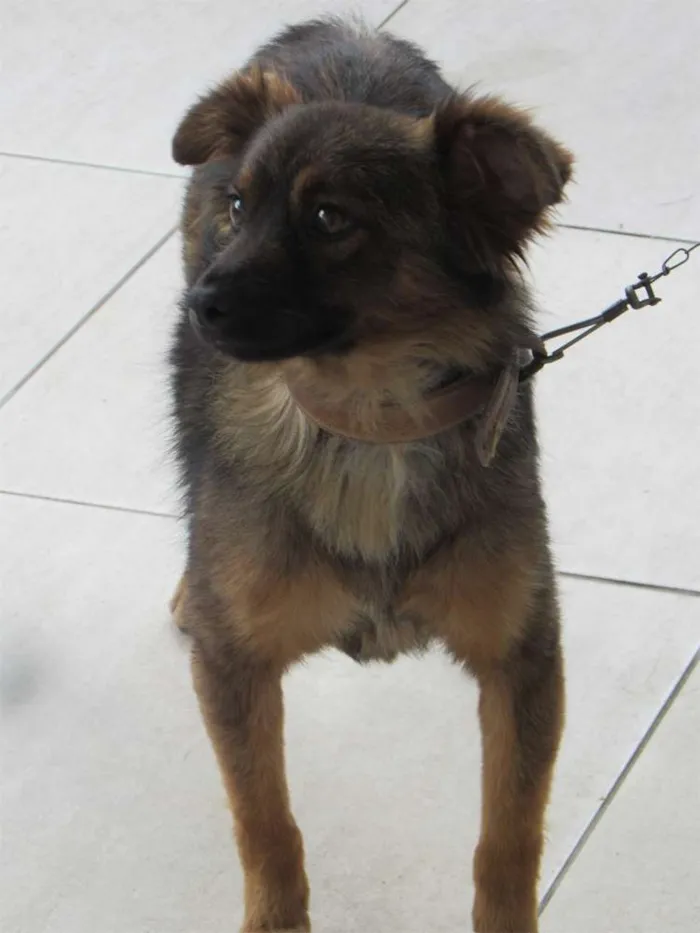 Cachorro ra a  idade 3 anos nome Lessi